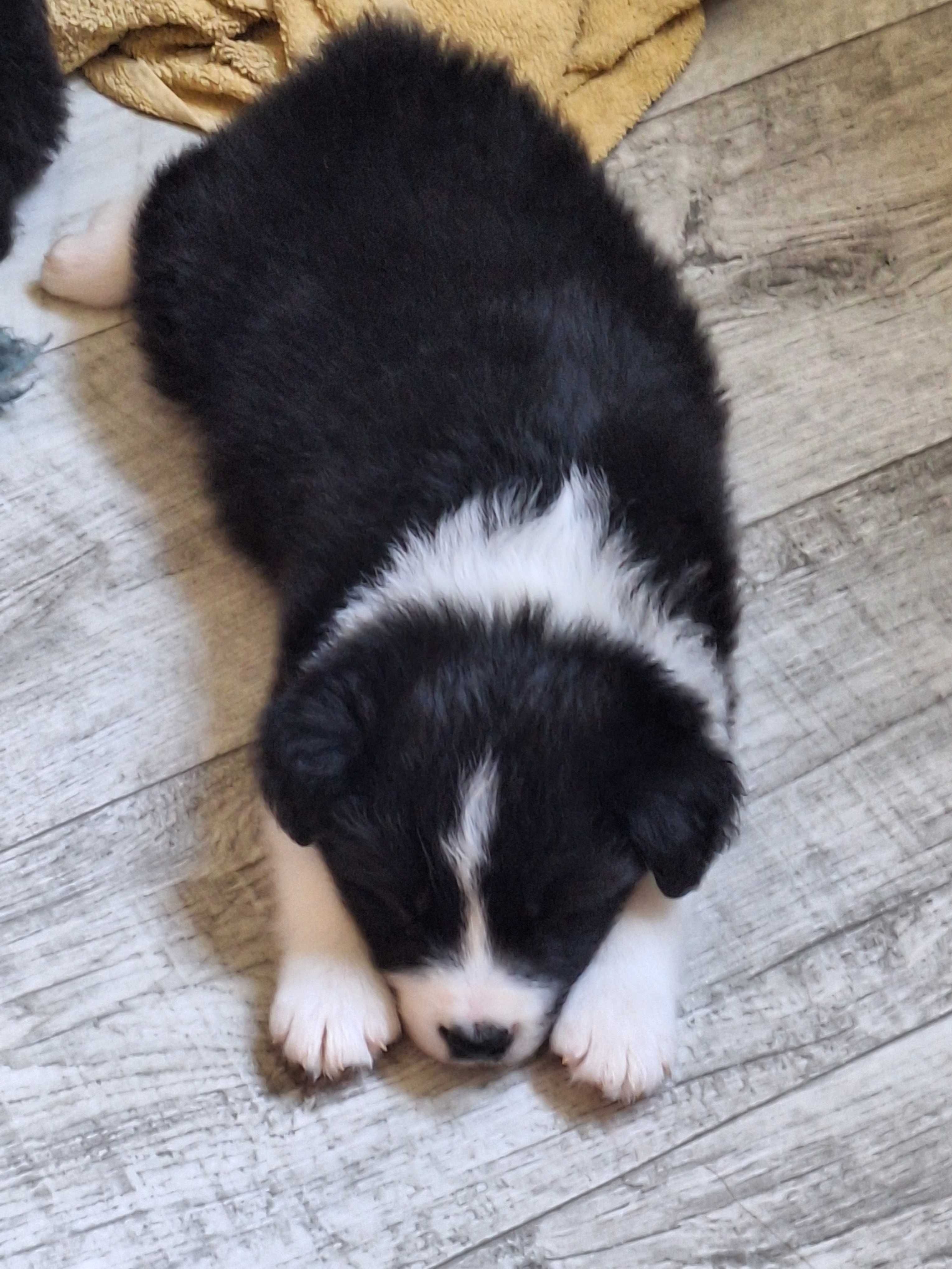 Piesek Border Collie ZKWP/FCI