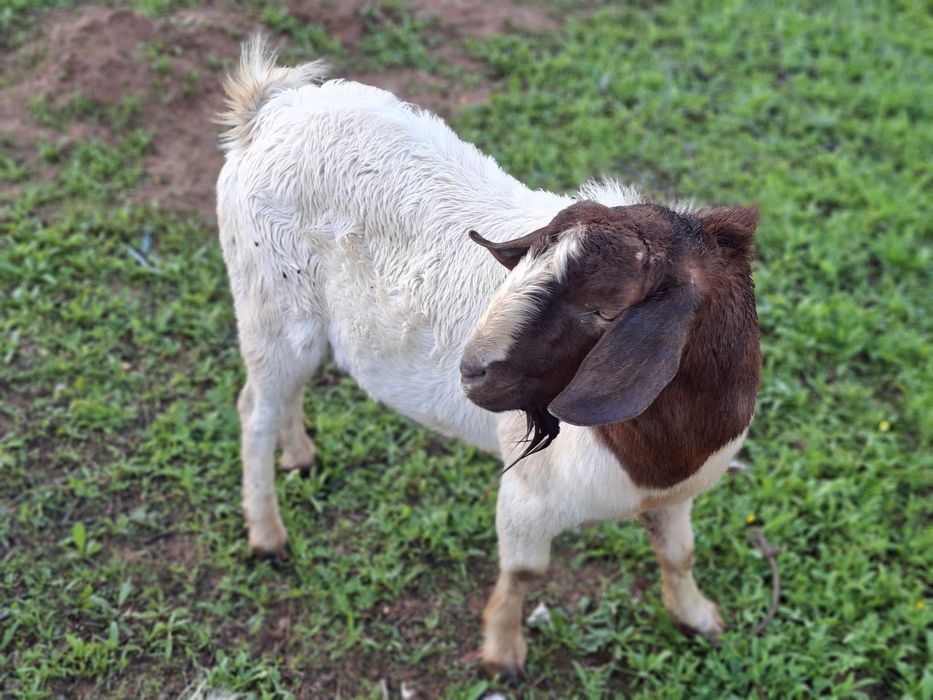 Carneiro texel e bode boer