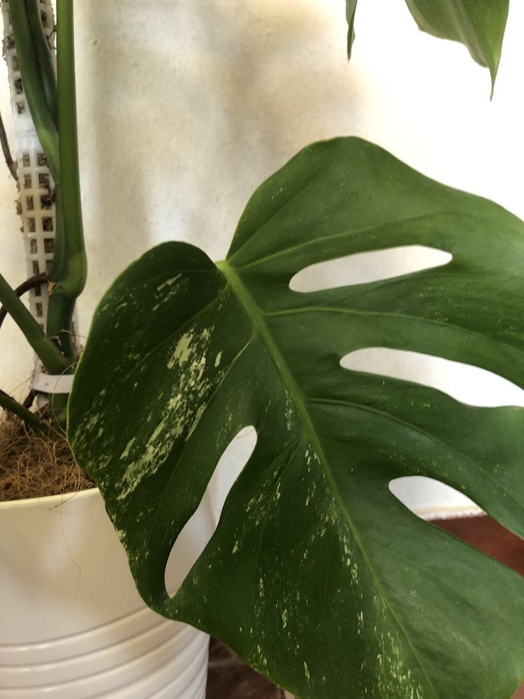 Monstera variegata