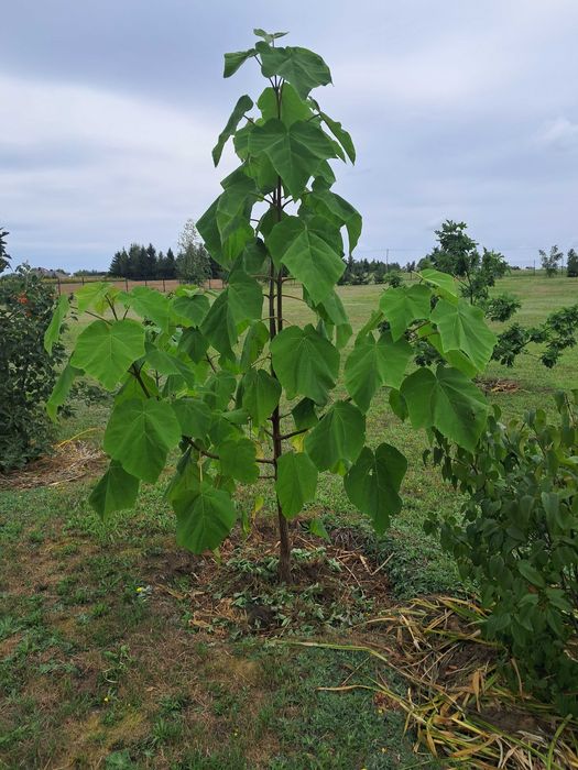 Paulownia puszysta, drzewko szczęścia - drzewka