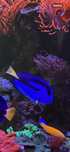 Paracanthurus hepatus akwarium morskie