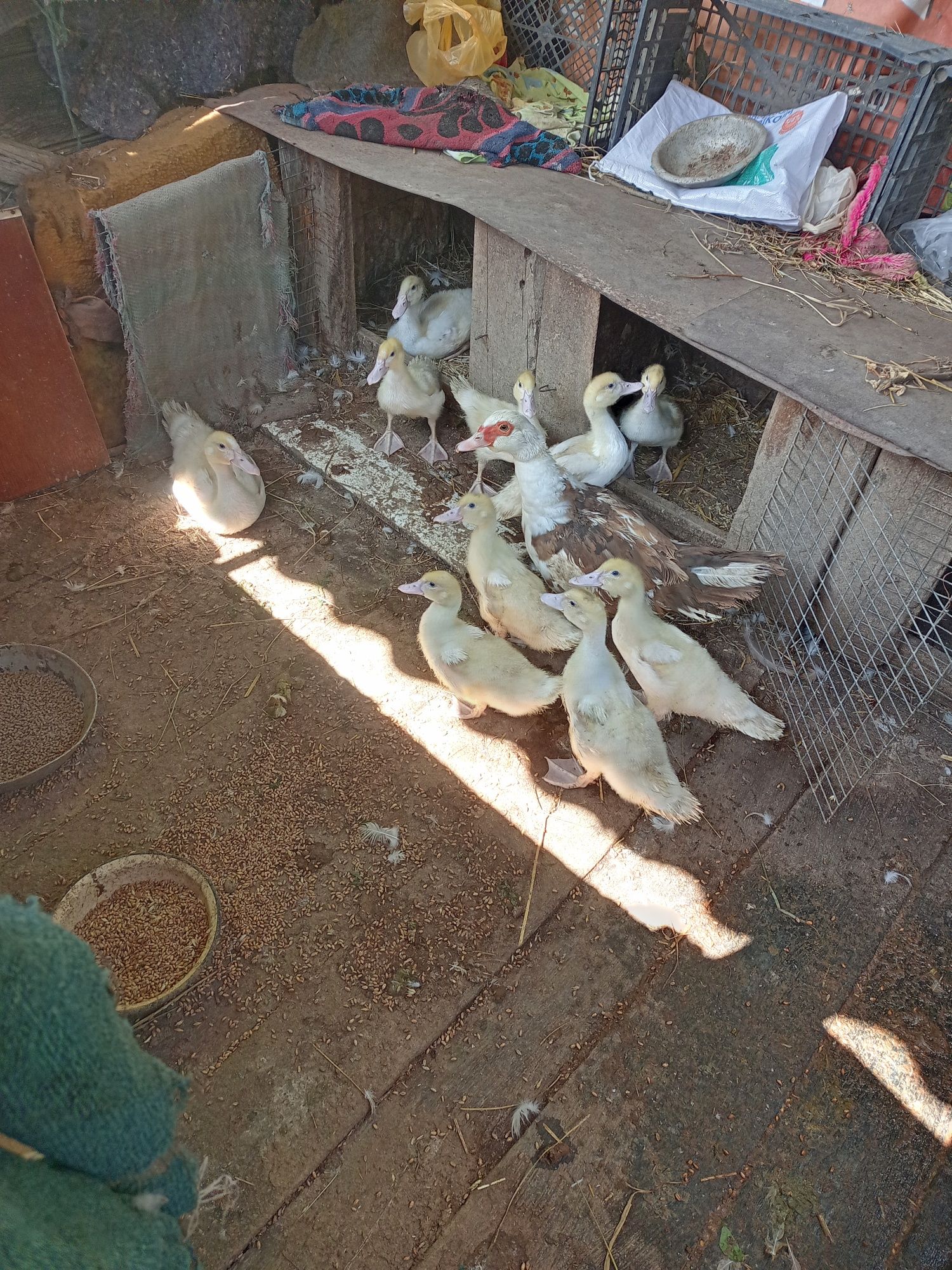 Продам качки шипуни