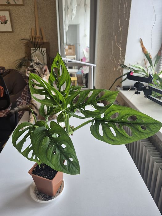 Монстера Манкі 3 міцних стовбури з великим листям