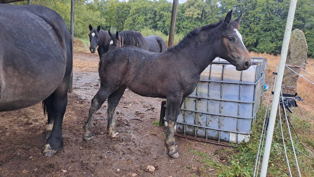 Poldros Percheron x Hispano Breton - Cavalos de tiro