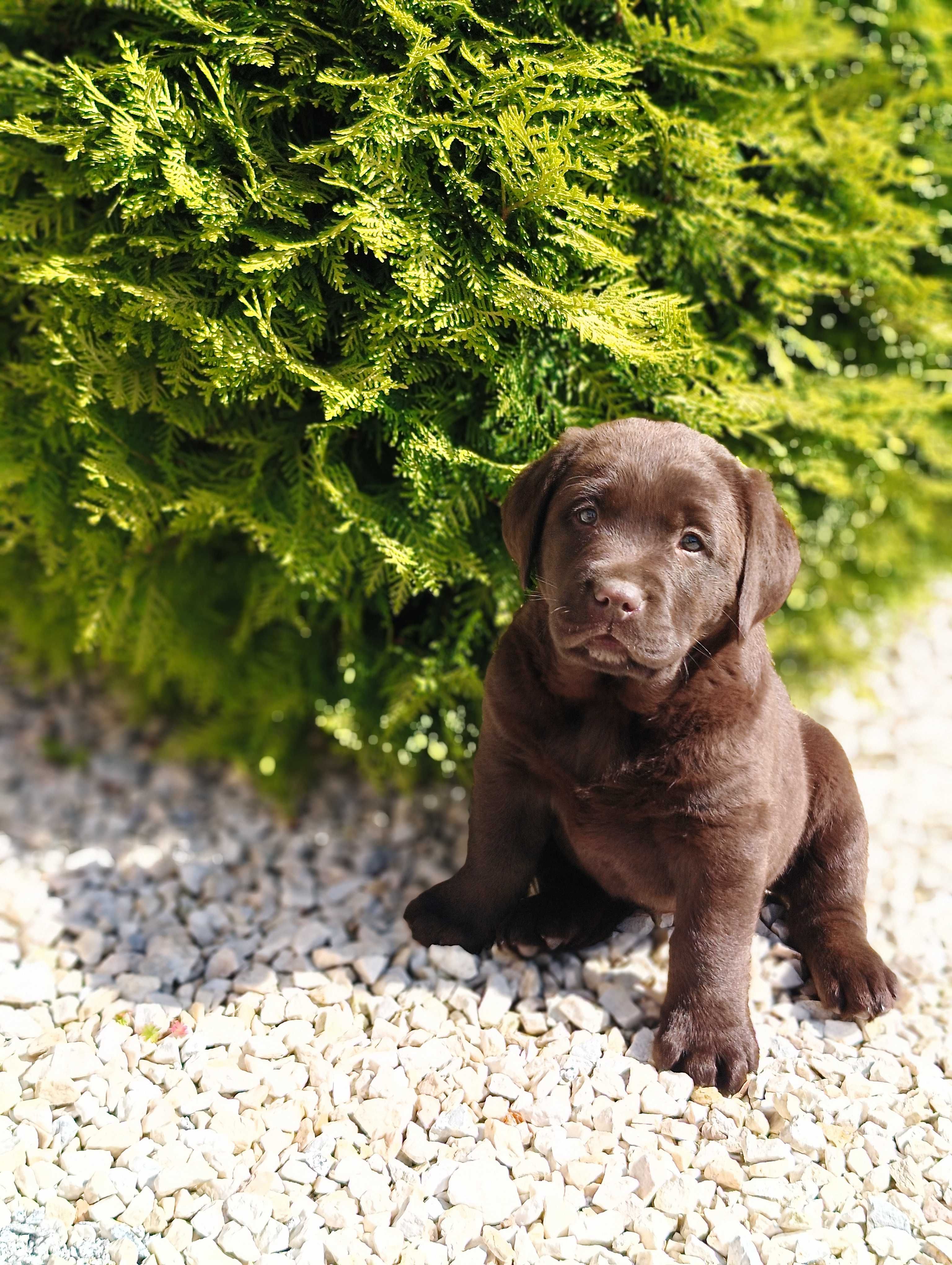 Labrador Retriver - szczeniak- rodowód ZKwP