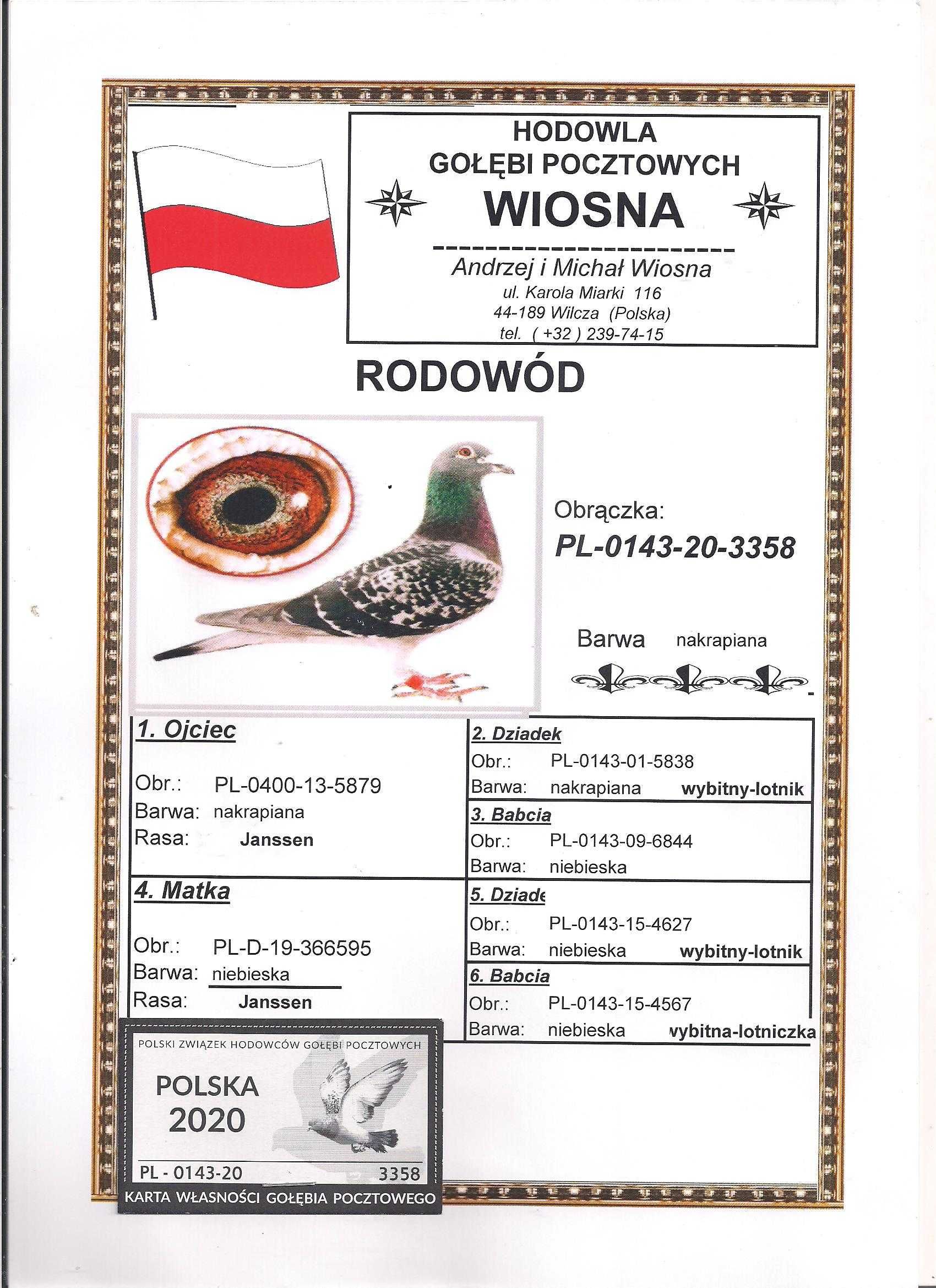 Młode para 71 Oryg. A.M Wiosna Wnuk 5838 gołąb gołębie pocztowe Rude