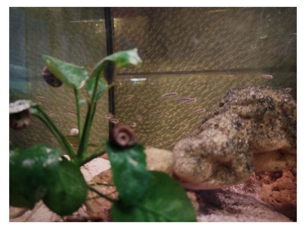 Kribensis "Pelvicachromis pulcher"