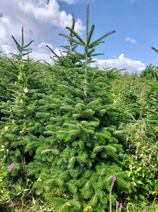 Jodła kaukaska 200-250cm Plantacja hurt detal