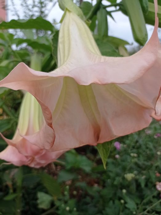 Бругмансія  не пересилаю