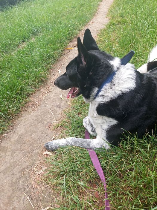 Віддам в добрі руки собачку