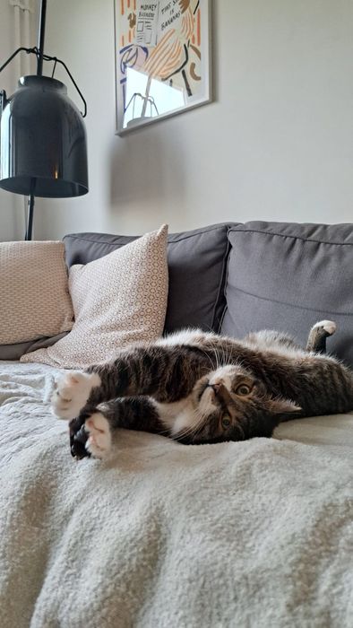 Opieka nad psem/kotem, petsitter, Warszawa, Bielany