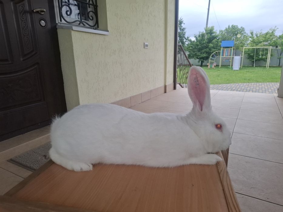 Термондська біла,термон (чеська селекція)