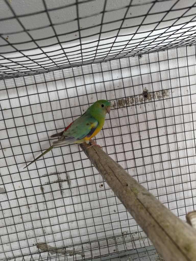 Red Rumped Macho