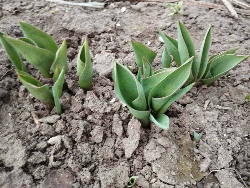 Саджанці тюльпанів