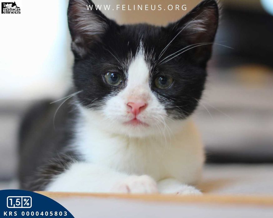 Koci przystojniak czeka na dom