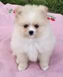 Szpic miniaturowy pomeranian w typie misia!Dziewczynka-chłopczyk!