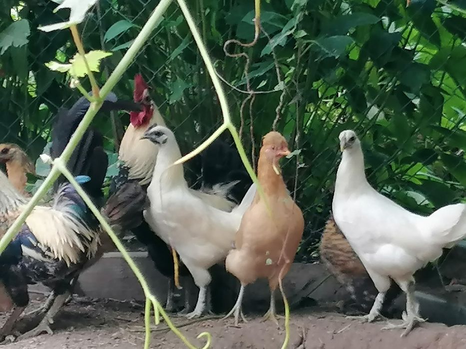 Garnizes variados.
