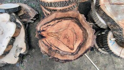 Okazja !!! Sprzedam plastry dębu i orzecha po planowaniu i suszarni