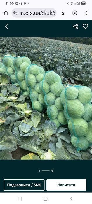 Капуста для шаткування