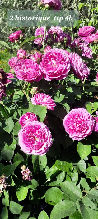 rosas perfumadas de raiz nua, variedades francesas e inglesas