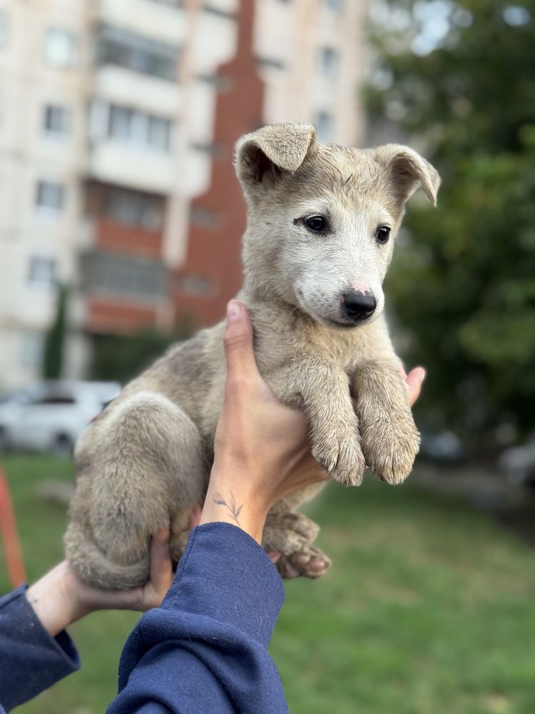 В добрі руки Безкоштовно