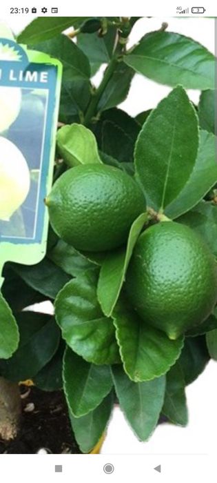 Цитруси привиті: лимон, лайм, кумкват