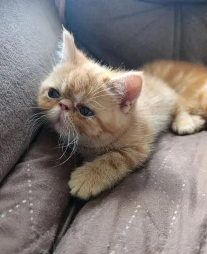 Очаровательные рыжие экзотические котята с документами! Котёнок!