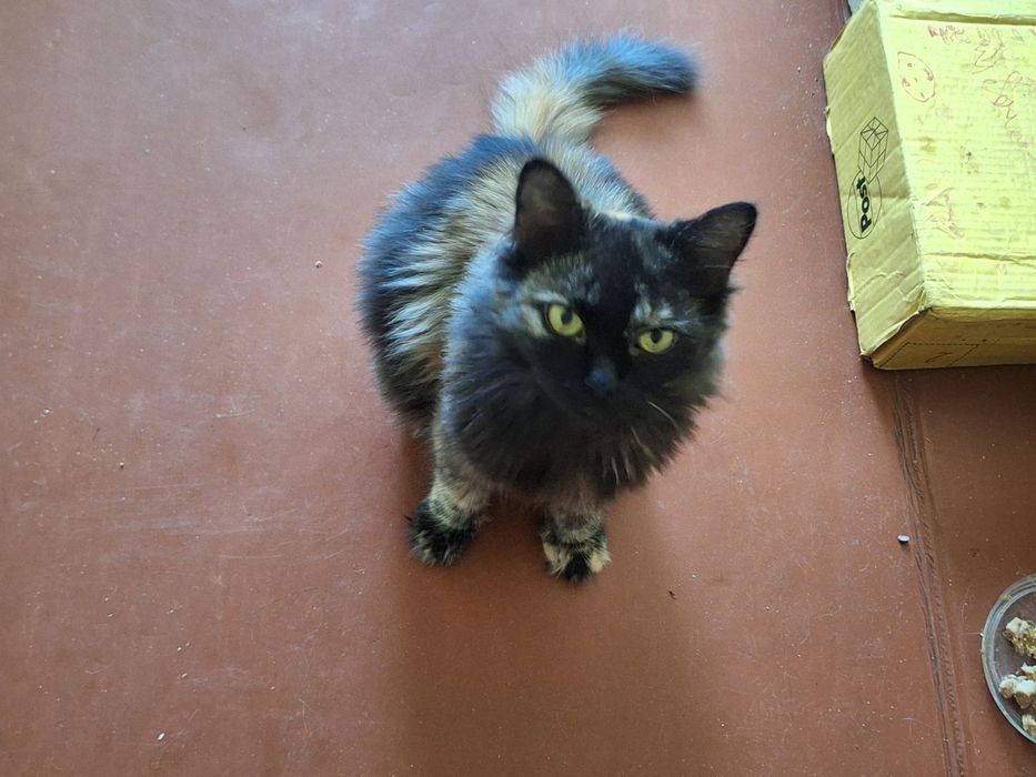 Котята разные бесплатно. Кот. Кошка. Котенок даром.