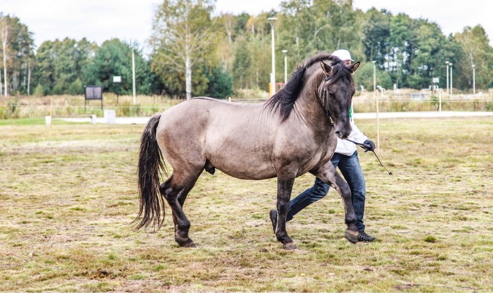 Ogier Konik Polski, ogiery