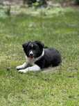Szczeniak Suczka Border Collie OSHPiK JUŻ MOŻNA ODEBRAĆ