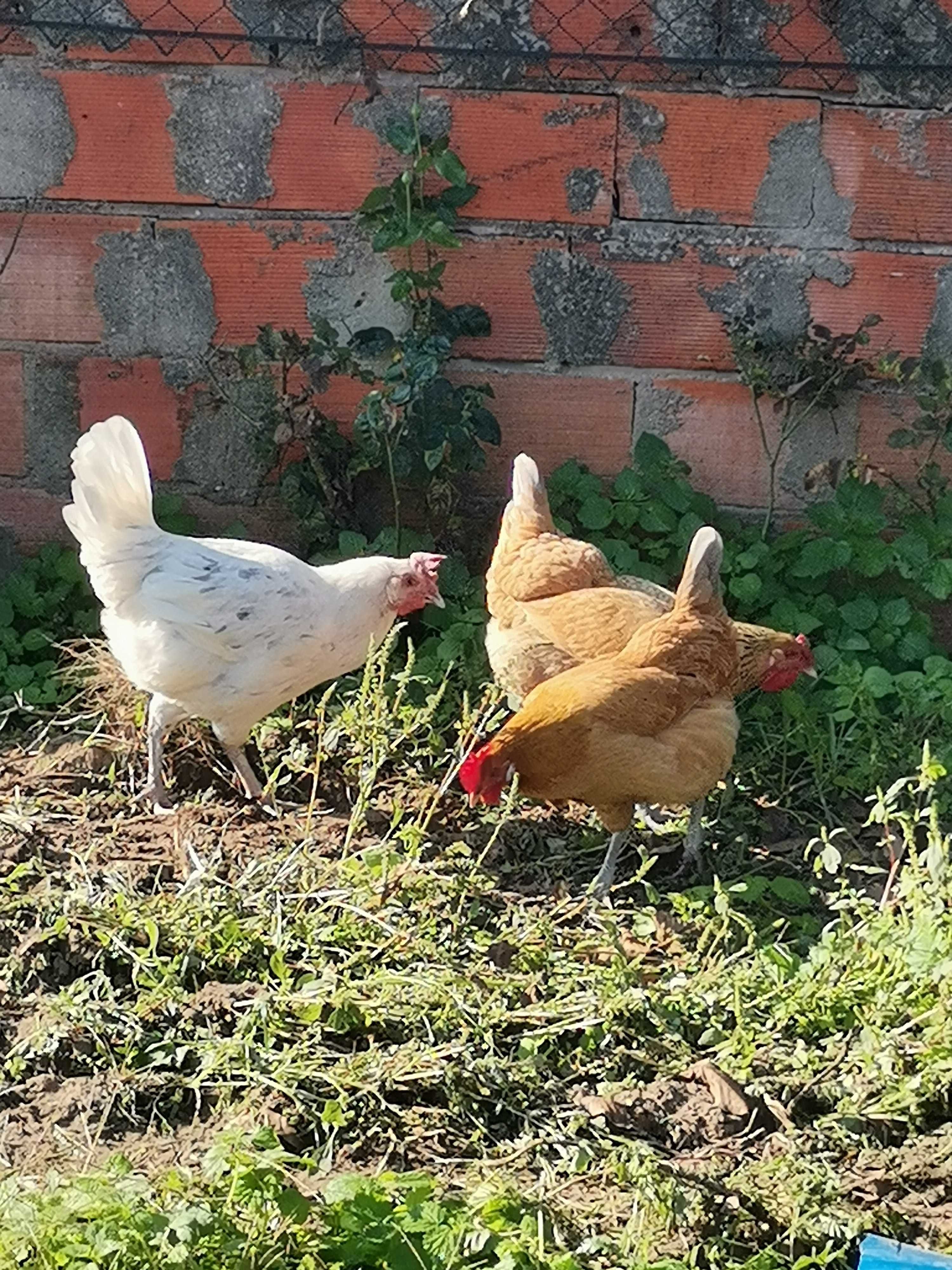 Ovos de galinhas caseiros