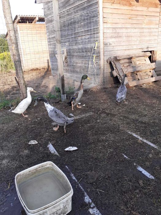 Sprzedam kaczki biegusy