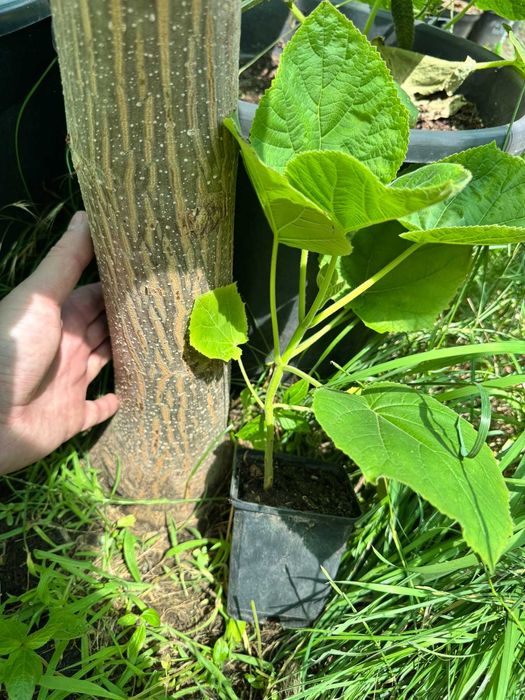 Павловния адамове дерево