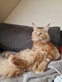 Maine coon chłopak Lewi