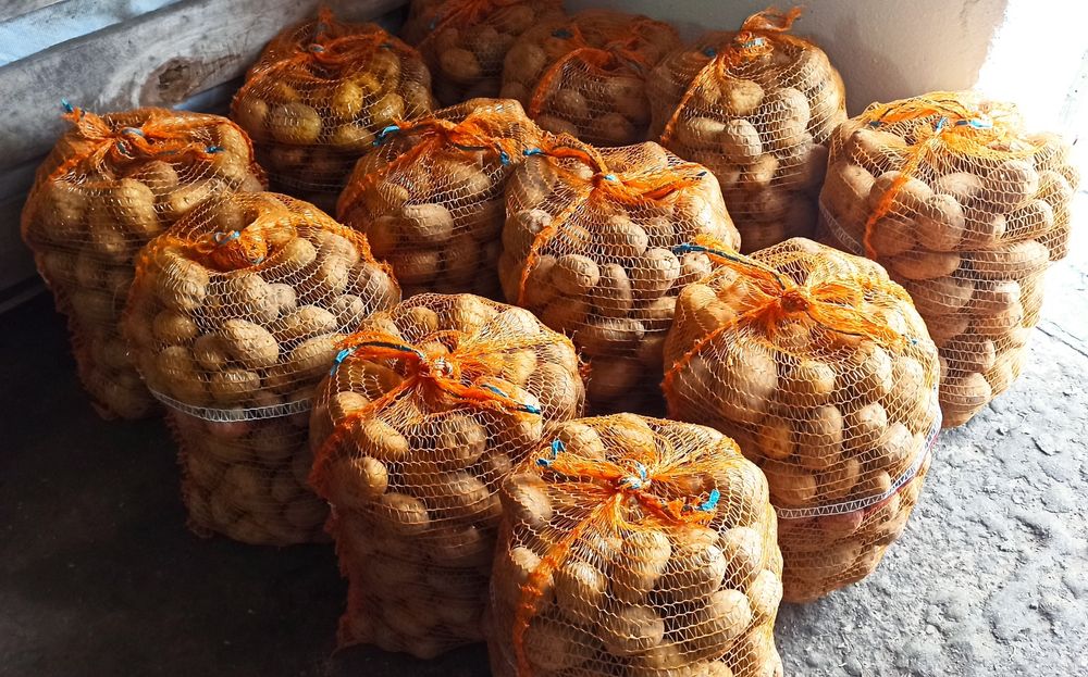 Ziemniaki odmiana Denar