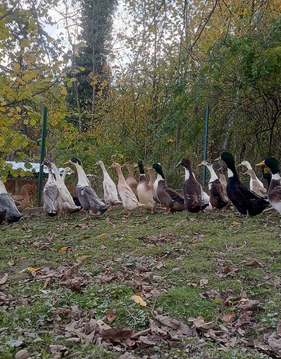 Biegus indyjski i kaczka staropolska
