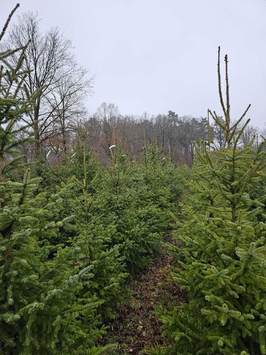 Choinki prosto z plantacji –  Sam wybierasz, sam wycinasz! ok. Wrocław