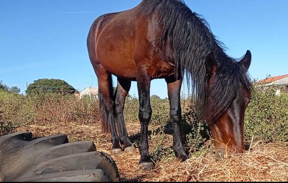 Cavalo Castrado Cruzado Montado