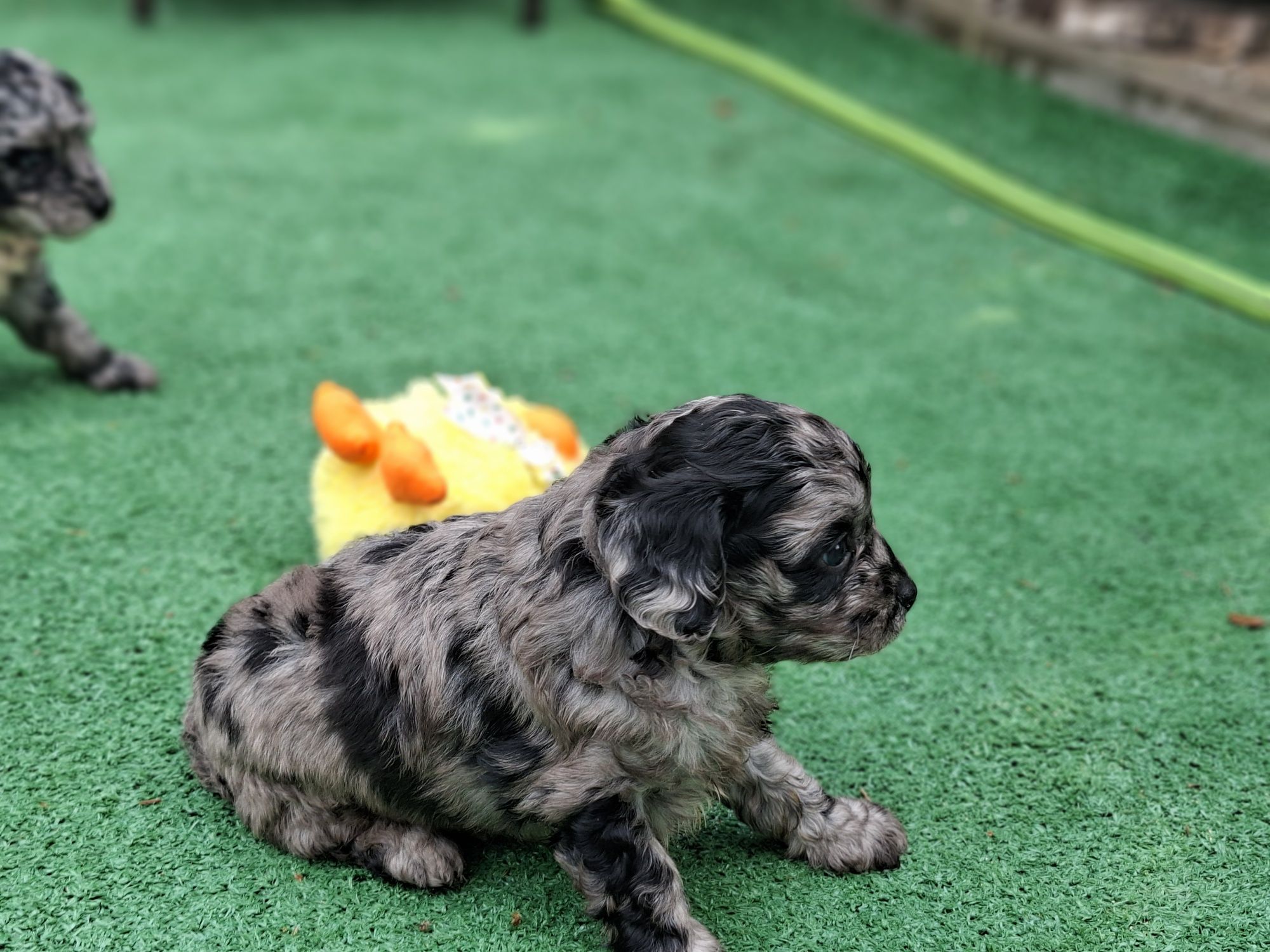 Szczenię cavapoo  merle z metryką