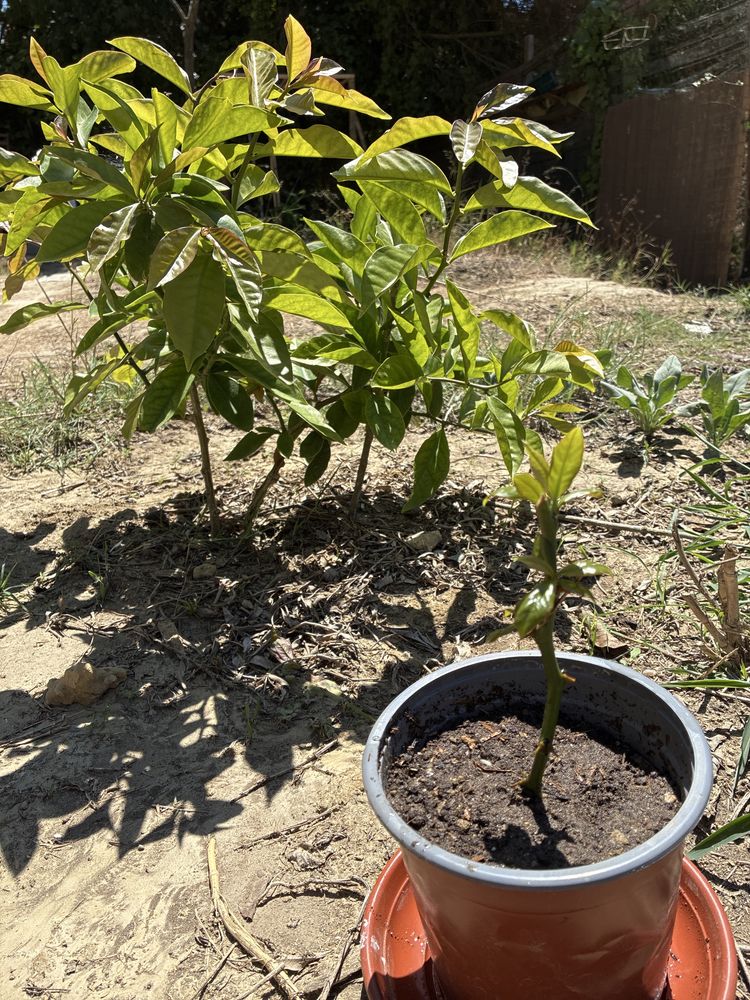 Muda de Ora-pro-nóbis (Pereskia aculeata) – A Planta Supernutritiva!