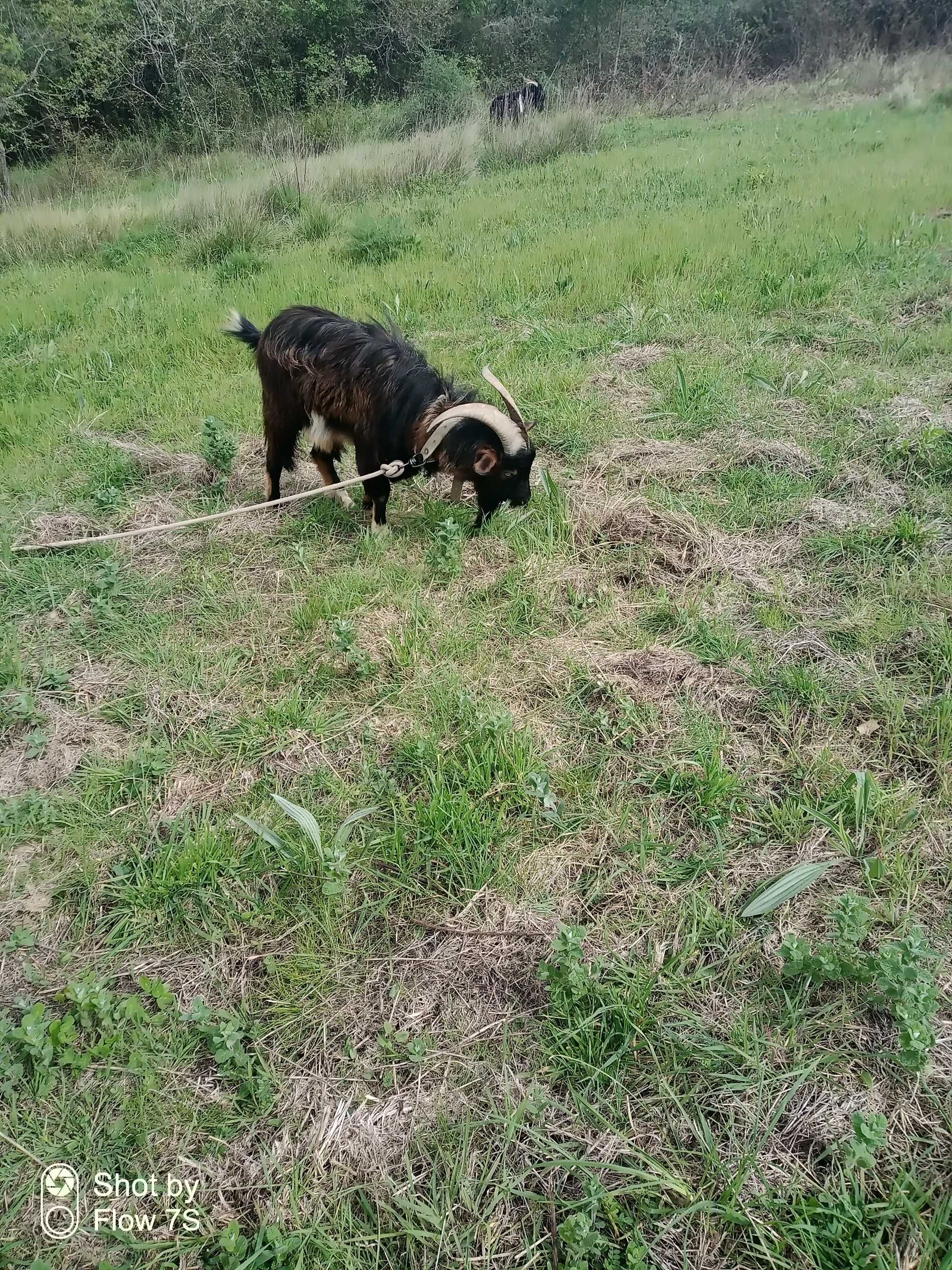 Chibo serrano 2,5 anos de idade