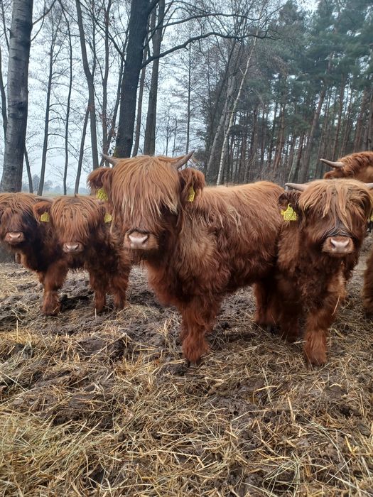 Jałówka highland bydło szkockie jałówki