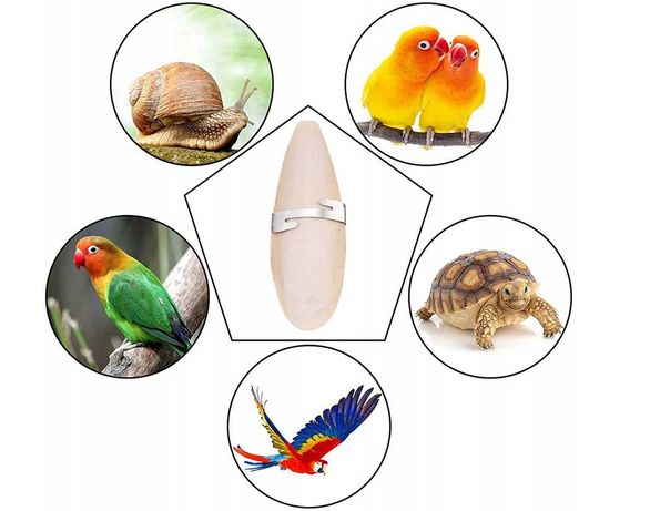 4 sztuki naturalnych kości kałamarnicy dla ptaków, gadów i ślimaków