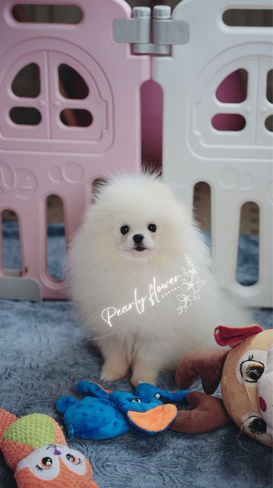 Uroczy piesek Pomeranian – mały arystokrata o wyjątkowym uroku