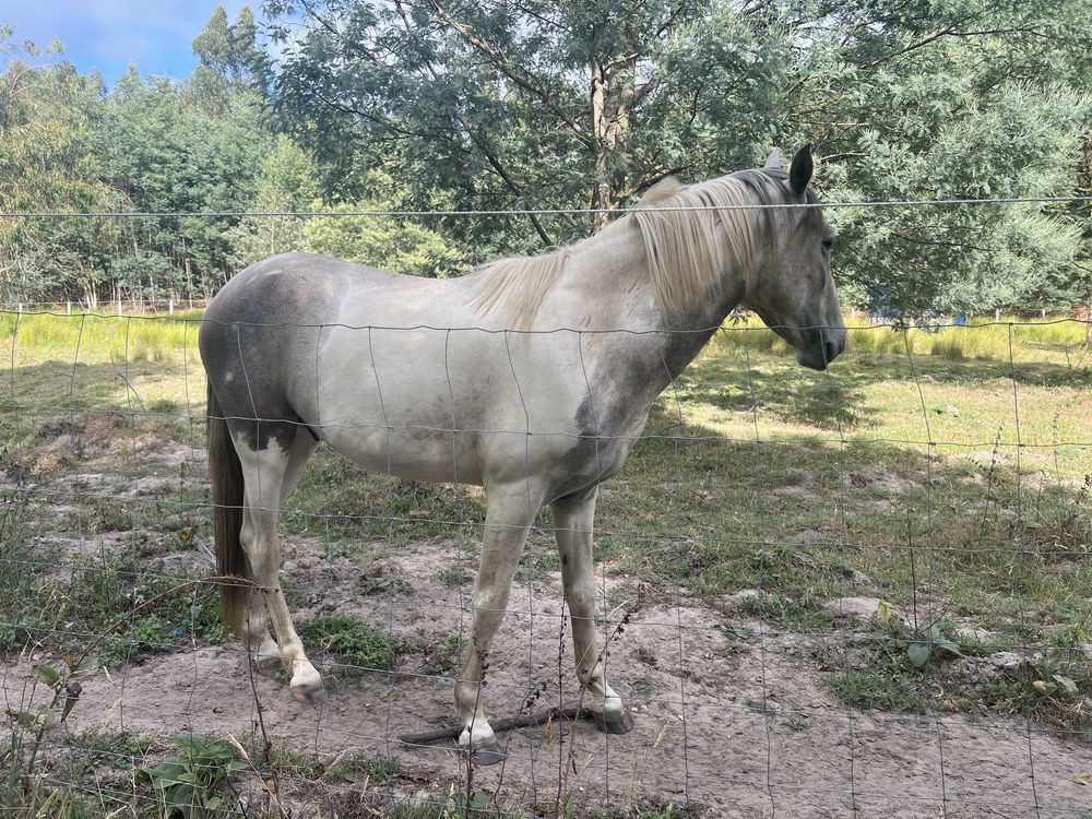 Cavalo tobiano inteiro com 3 anos