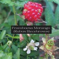 Framboesa morango