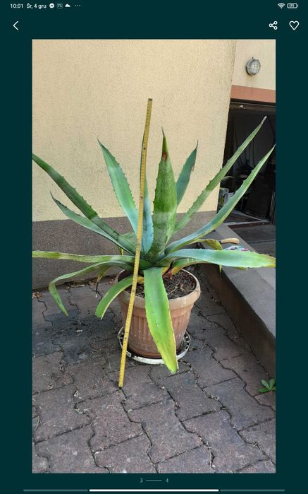 Agawa amerykańska sadzonki.