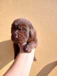 Labrador Retriever chocolate