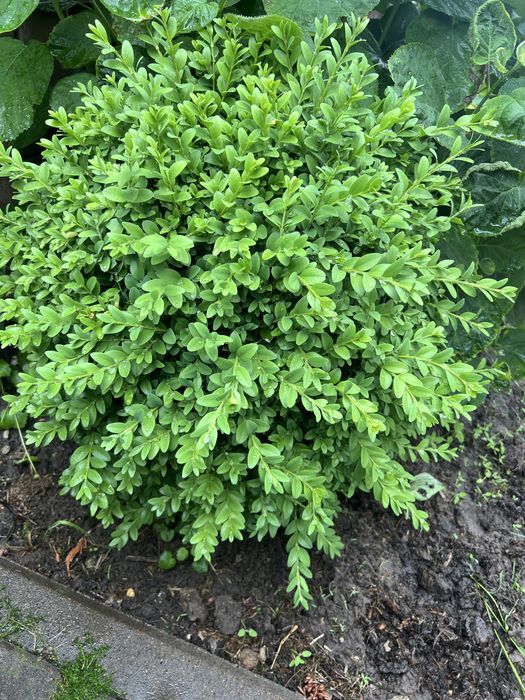 Самшит кущ 60 см/ 60 см