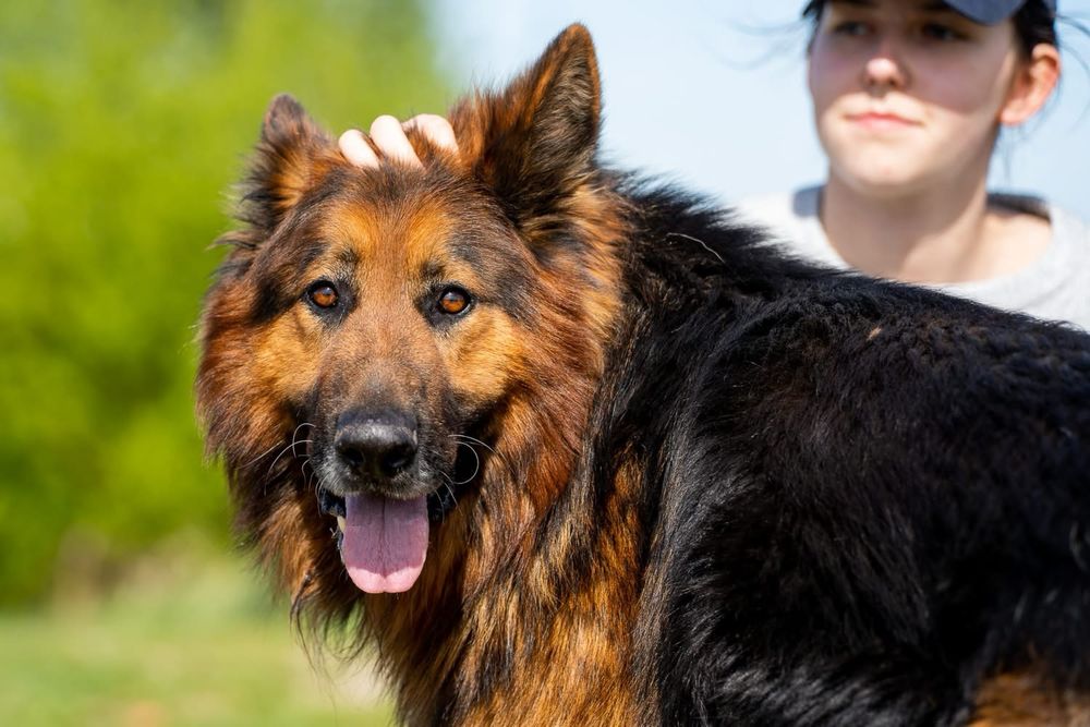 Sproket, ułożony owczarek niemiecki długowłosy, z hodowli